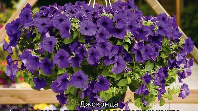 Петуния Джоконда — описание сорта смотреть онлайн