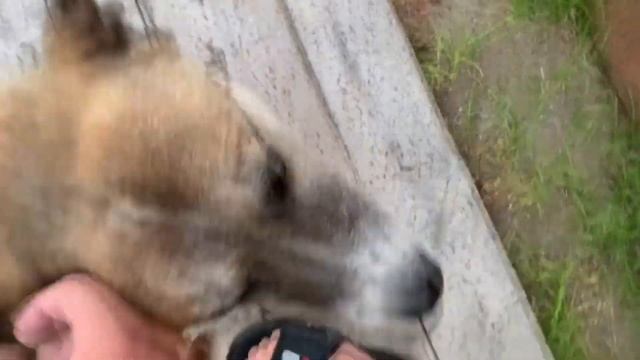 ОЗДОРОВИТЕЛЬНАЯ Алтайская Баня. Должен Попробовать Каждый! смотреть онлайн