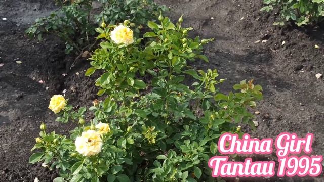 Роза ? China Girl ? ?TANTAU 1995 невероятное солнышко в РОЗАРИЙ ?рекомендую смотреть онлайн