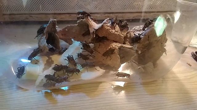 Кормовые насекомые: сверчки смотреть онлайн