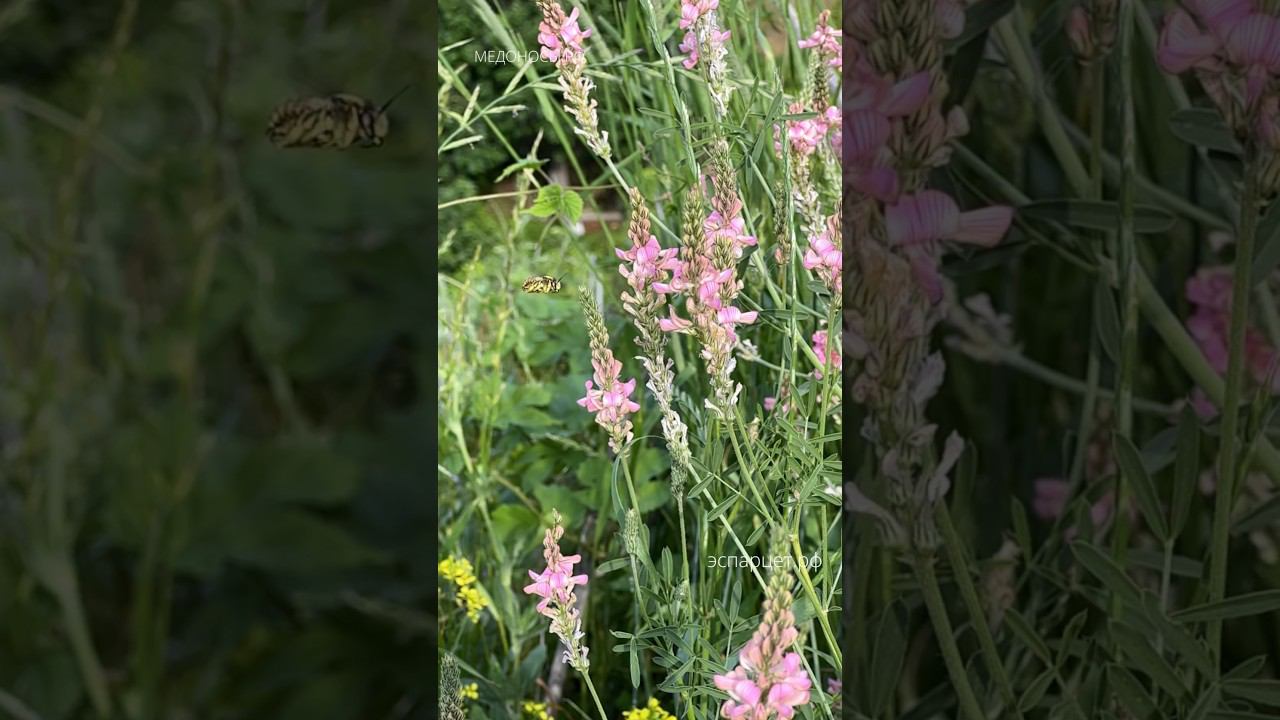 Эспарцет - медоносы.рф #медоносы#эспарцет#семена смотреть онлайн