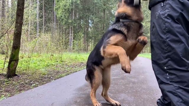 НЕМЕЦКИЕ БОКСЁРЫ, ЩЕНОК НЕМЕЦКОЙ ОВЧАРКИ и ЙОРКШИРСКИЙ ТЕРЬЕР смотреть онлайн