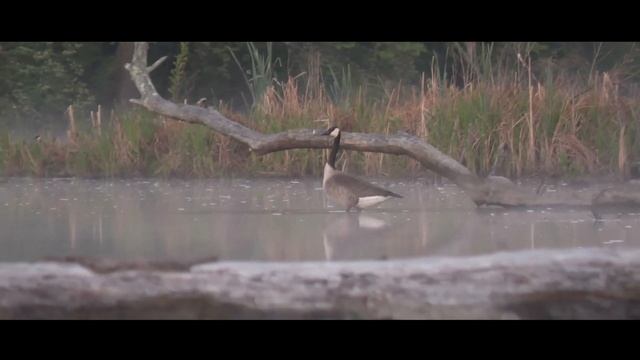 DONE WITH DSLR's? | Panasonic AG CX10 Review смотреть онлайн