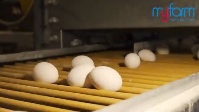 Клеточное оборудование для содержания кур несушек . #клеточное #оборудование #куры #птицеводство смотреть онлайн