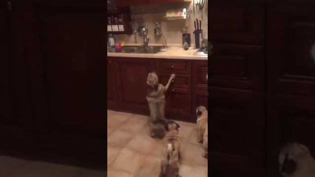 Знакомьтесь, пагль Мафи! смотреть онлайн