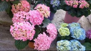 Гортензия крупнолистная видео КАТАЛОГ самых КРАСИВЫХ СОРТОВ