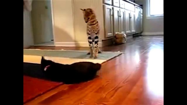 домашний сервал и кот