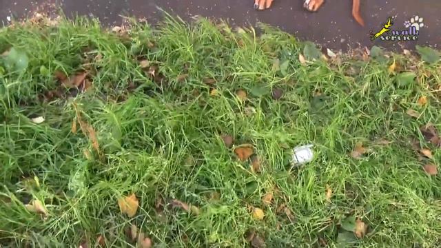 Обучение щенка риджбека, команда рядом, подробно поворот налево, на месте вторая часть смотреть онлайн