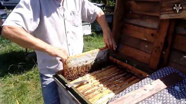 КАВКАЗСКАЯ ПЧЕЛА. Все о грузинской пчеле или кавказянка !