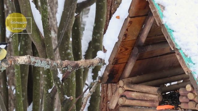 Сколько разных синиц можно встретить за одну минуту на одной кормушке?