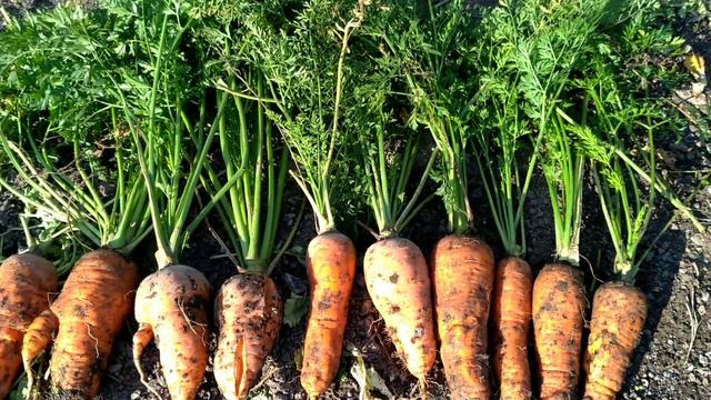 Морковка дачная 02.10.2021 смотреть онлайн