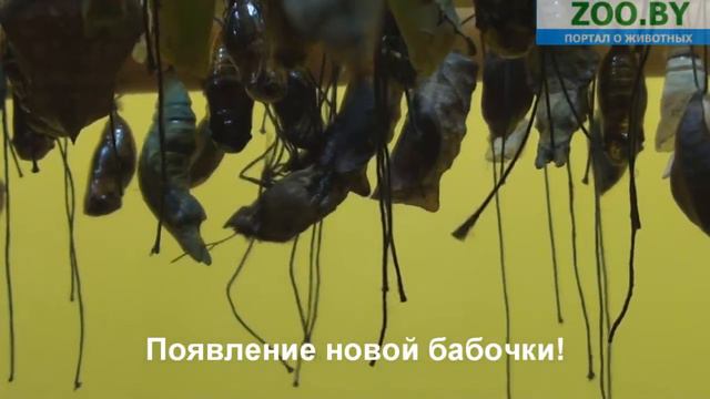 Выставка живых тропических бабочек в Минске. смотреть онлайн