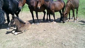 Как начать разводить коней