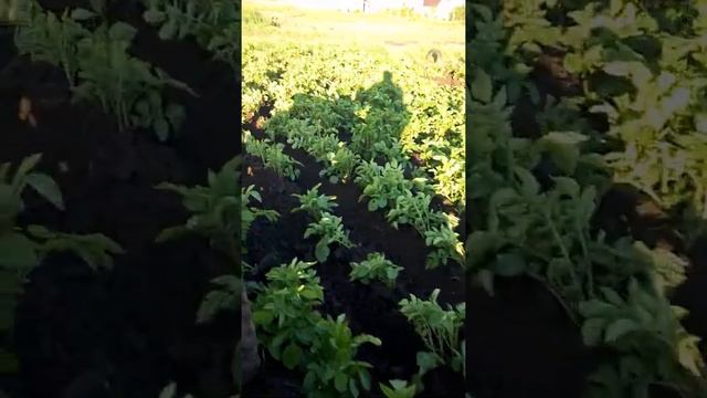 Окучивание картошки ,самодельным минитрактором и универсальным окучником. смотреть онлайн
