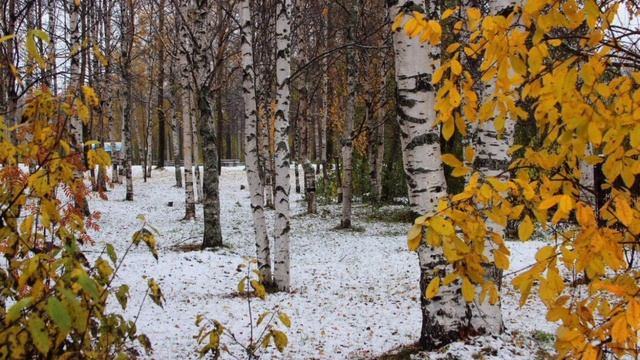 Семья Колесниковых/Обзор. смотреть онлайн