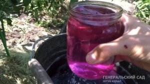 Томаты подкормите этим в Июле-Августе! Вот зачем вносят марганцовку под кусты помидор!