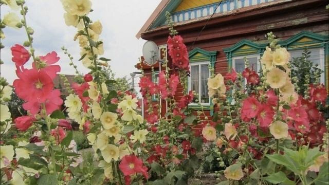 Любимые цветы на даче. МАЛЬВЫ смотреть онлайн