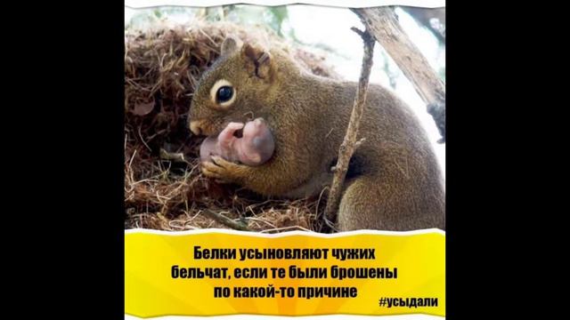 15 интересных фактов о животных смотреть онлайн