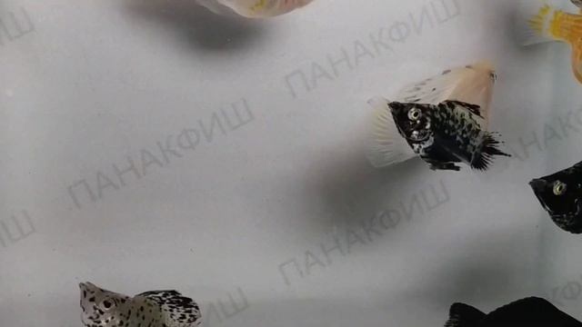 Молли баллон ассорти (Poecilia latipinna) смотреть онлайн