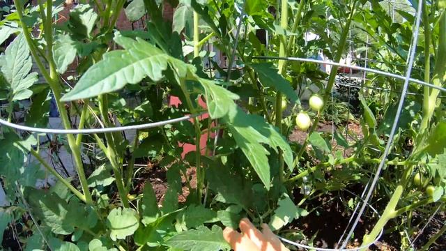 Обрезка помидор для максимального урожая! смотреть онлайн