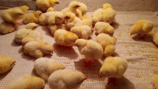 новые жильцы смотреть онлайн