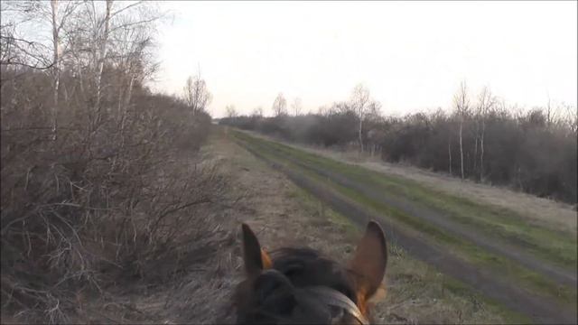 Охота на косулю. Часть 4. Май 2018.