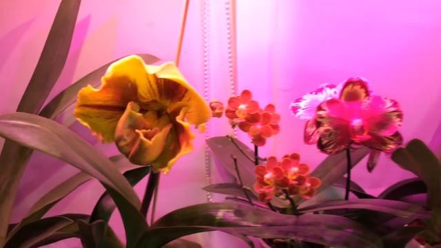 Орхидеи цветут на темном северо-востоке смотреть онлайн