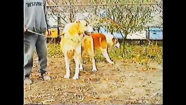 Уникальный и неповторимый Азат / вл.Рябоштан смотреть онлайн