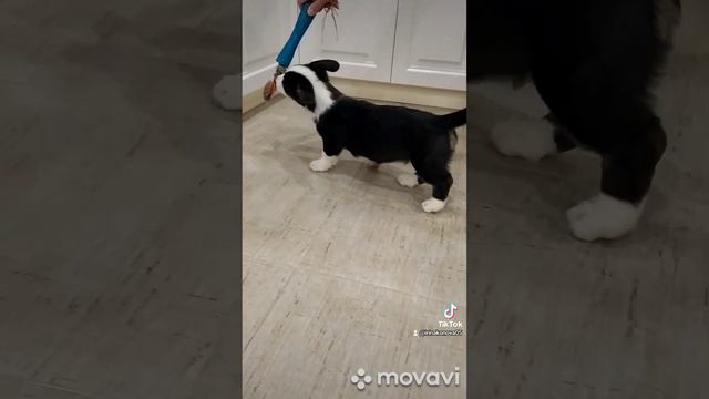 очень красивый мальчик корги кардиган свободен можно спросить #щенкикорги #коргикардиган смотреть онлайн