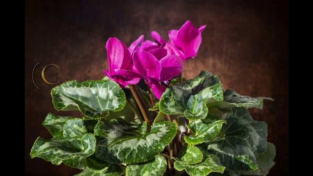 PLANTS THAT MAY BE HARMFUL смотреть онлайн