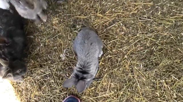 Новая Вилла на Фазенде у кроликов! Кролик пробует меня на зуб))) New Villa on Fasenda with rabbits! смотреть онлайн