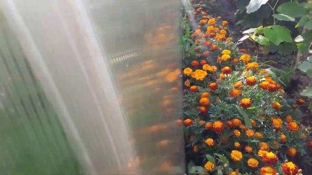 Обзор сентября. Прощание с летними цветами .