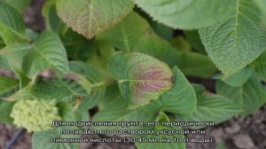 Почему у гортензии желтеют листья и сохнут края — причины и лечение