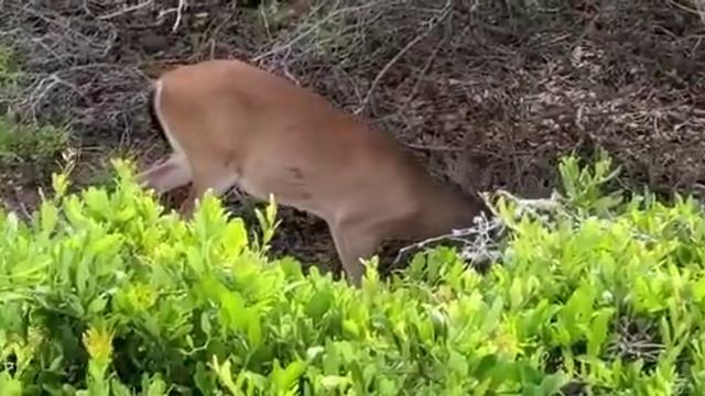 Олень пасется возле пляжа. смотреть онлайн
