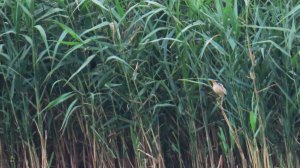 Выпь малая или волчок