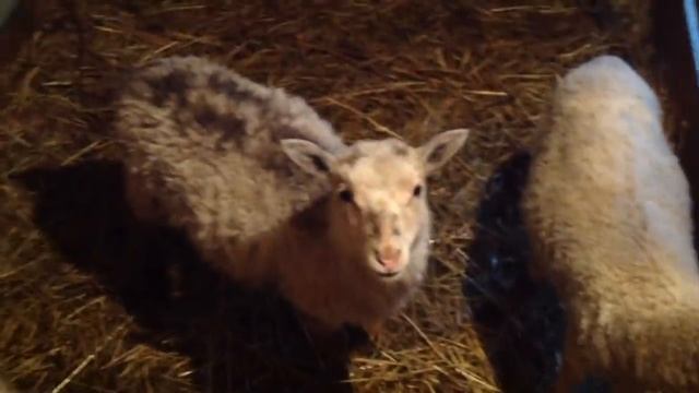 Бодрый телёнок/ Первые яйца от семейки ГусьКо/Птичник в упадке