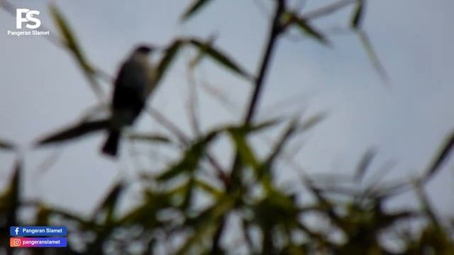 Sony DSC H300 Zoom Test Photo and Video | Zoom 35x смотреть онлайн