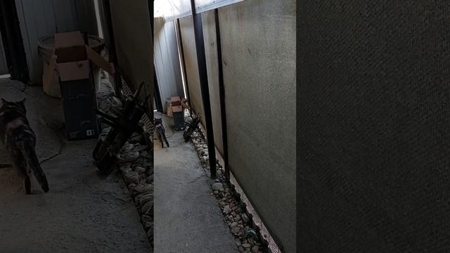 Кошка и богомол - финал! смотреть онлайн