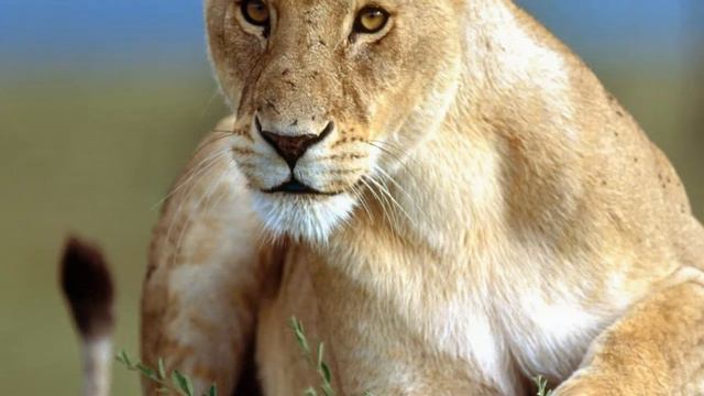 лев смотреть онлайн