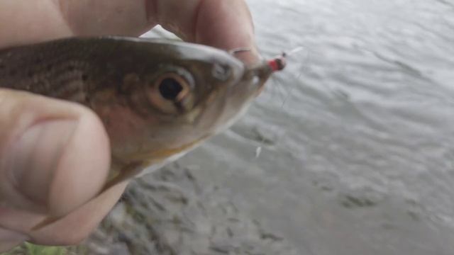 АНЮЙ РЫБАЛКА НА ПРИЖИМАХ смотреть онлайн