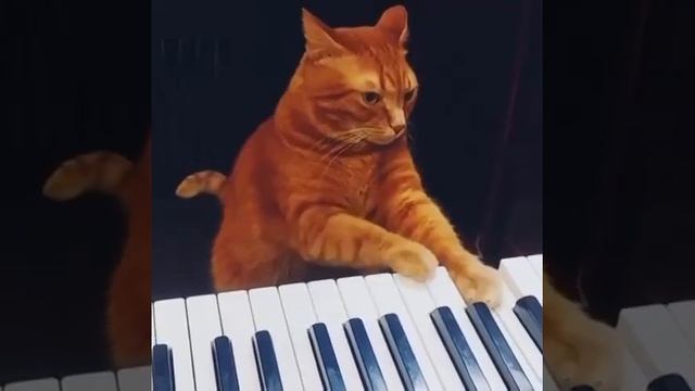 Кот-музыкант смотреть онлайн