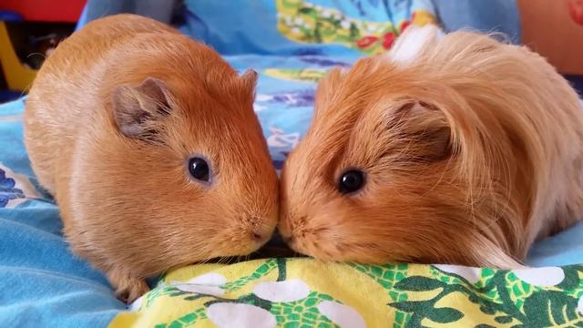 Морские свинки общаются. смотреть онлайн