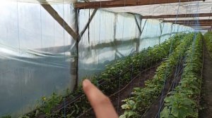 Сколько растений огурца нужно садить в теплице! Оптимальная загущенность растений на 1 м² теплицы!