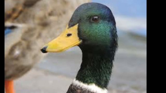 What did the duck say to the bartender? смотреть онлайн