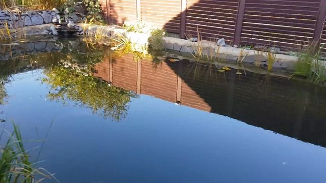 Пруд - рассадник комаров?!... да ну, бред какой-то)) смотреть онлайн