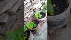 Удобный способ выращивания огурцов в вёдрах.