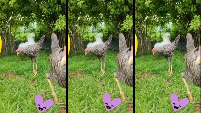 J.Geco - Chicken Song & Chicken Dance | Geco Remix 1