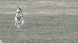 Бег русских псовых борзых