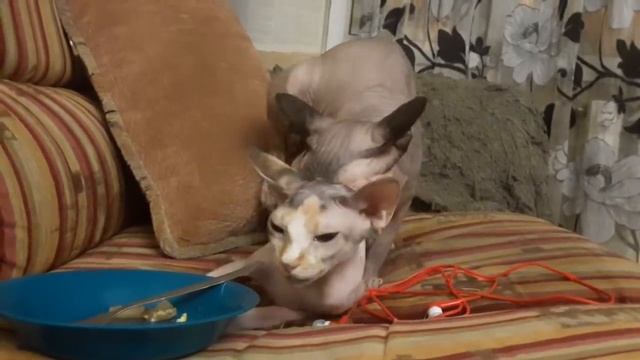 Cat & Cat. Канадский сфинкс. Вязка. Кошачьи страсти. смотреть онлайн