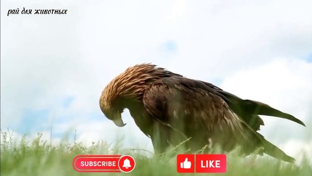 Рай для животных. Дикие животные: тигры, Медведы, обезьяны, орлы, птицы - часть 77 смотреть онлайн